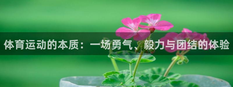 oety欧亿：体育运动的本质：一场勇气、毅力与团结的体验